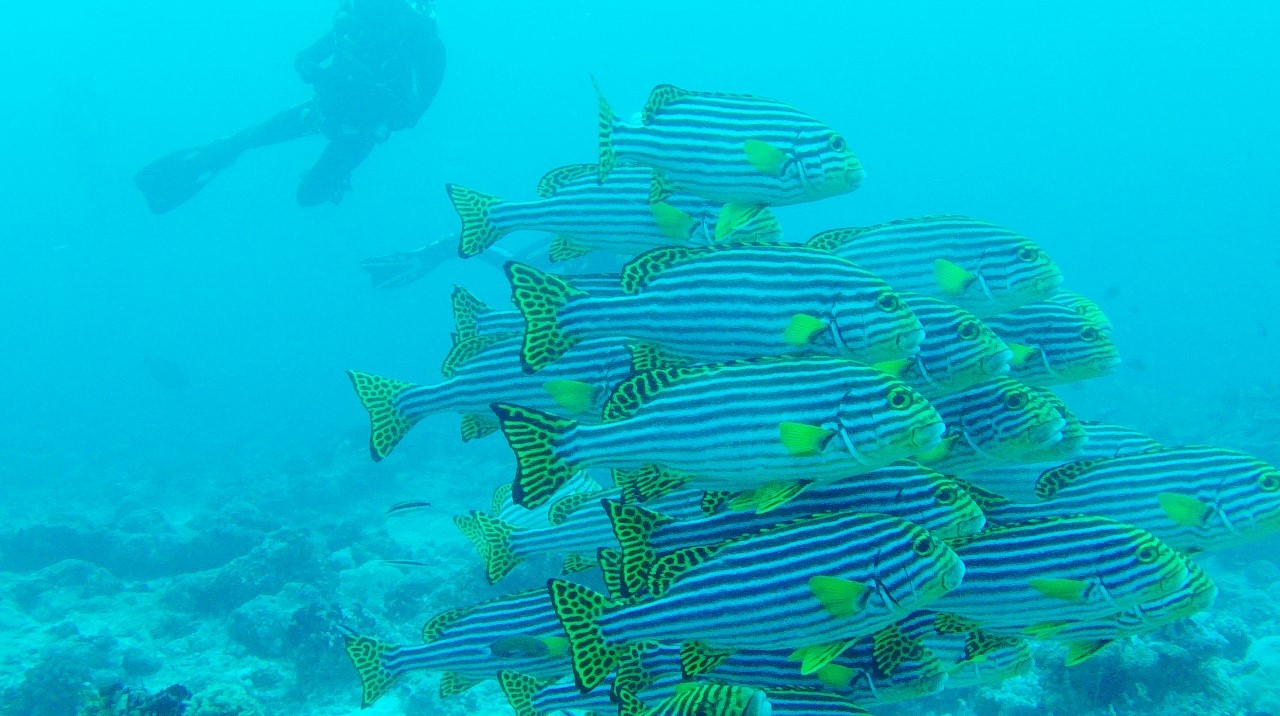 Maldives Holiday Checklist For Every Tourist Maldives Resorts Org separett-villa-urine-outlet-pipe-canadian-eco-products